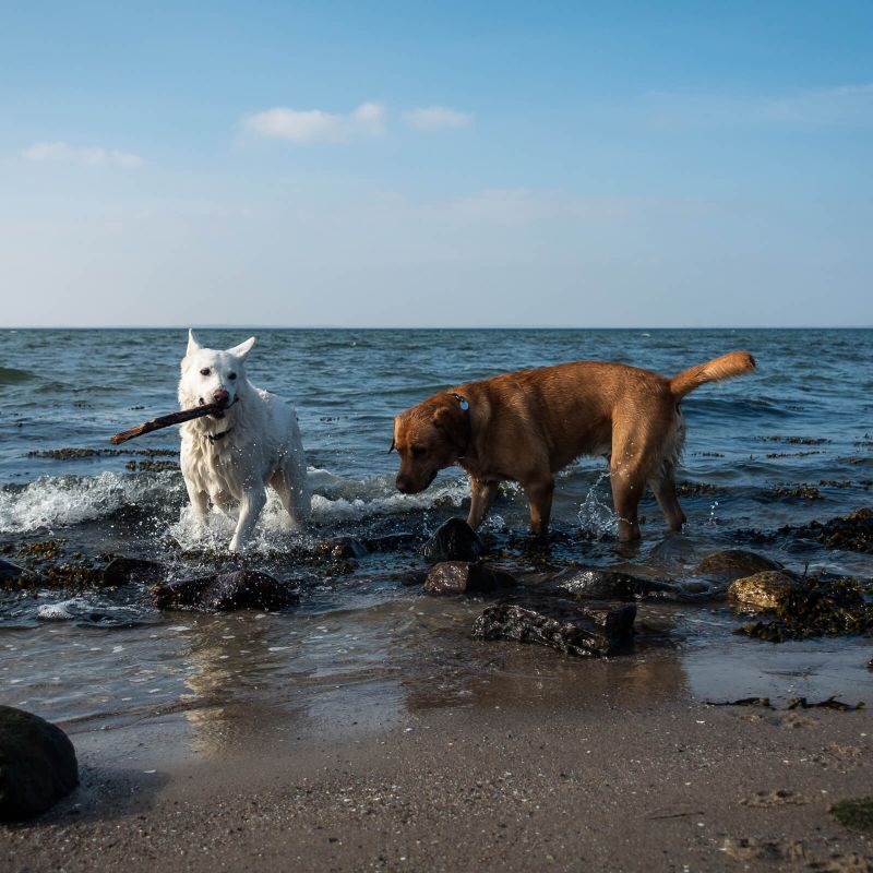 Hunde an der Ostsee